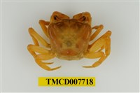 藏品(拉氏清溪蟹)的圖片